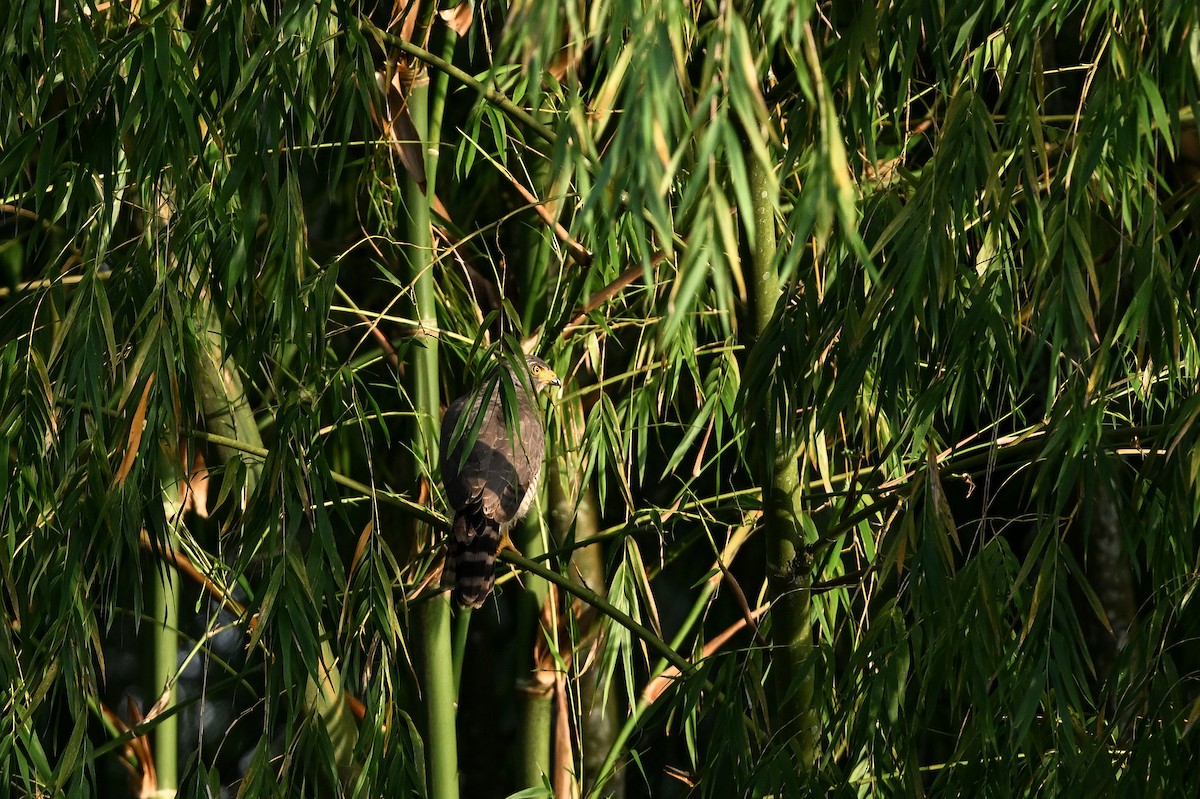 Roadside Hawk - ML641959501
