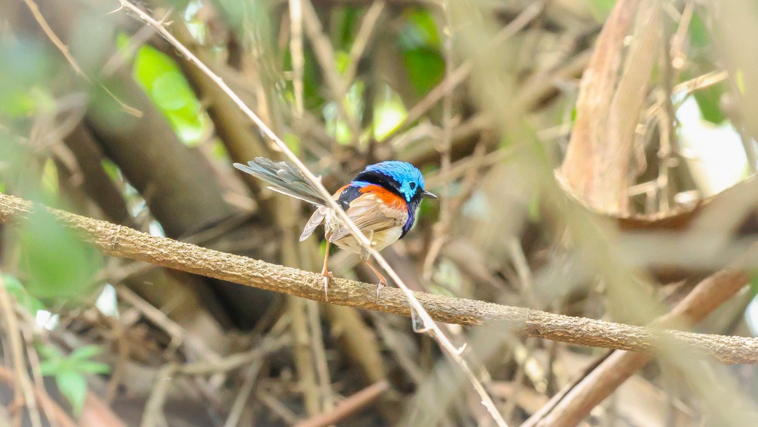 Variegated Fairywren - ML641959504