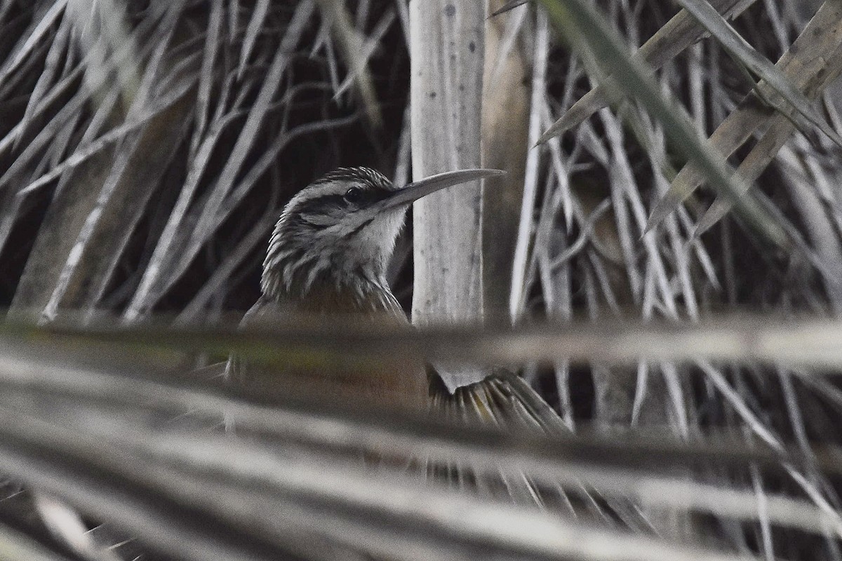 Narrow-billed Woodcreeper - ML641959505