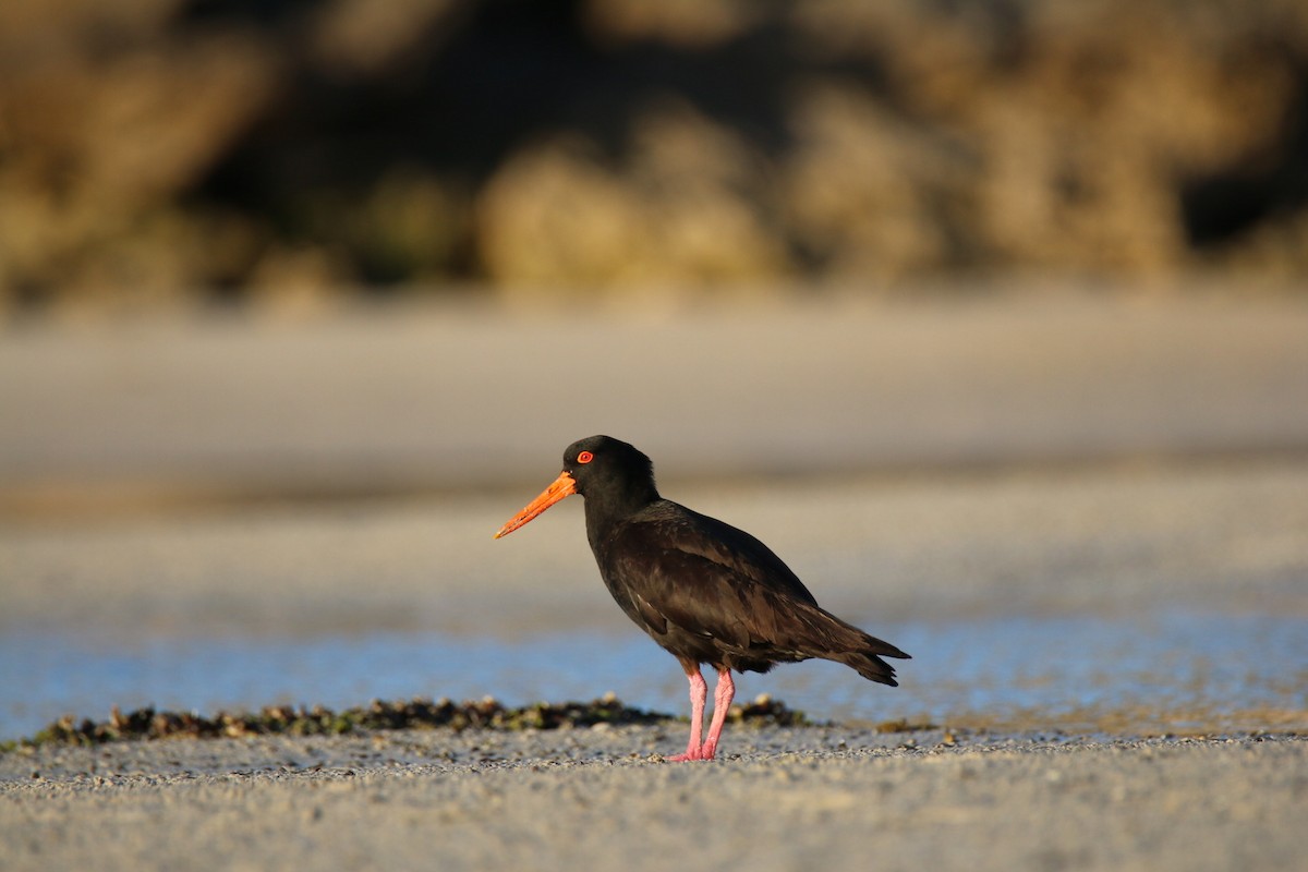 Sooty Oystercatcher - ML641959506
