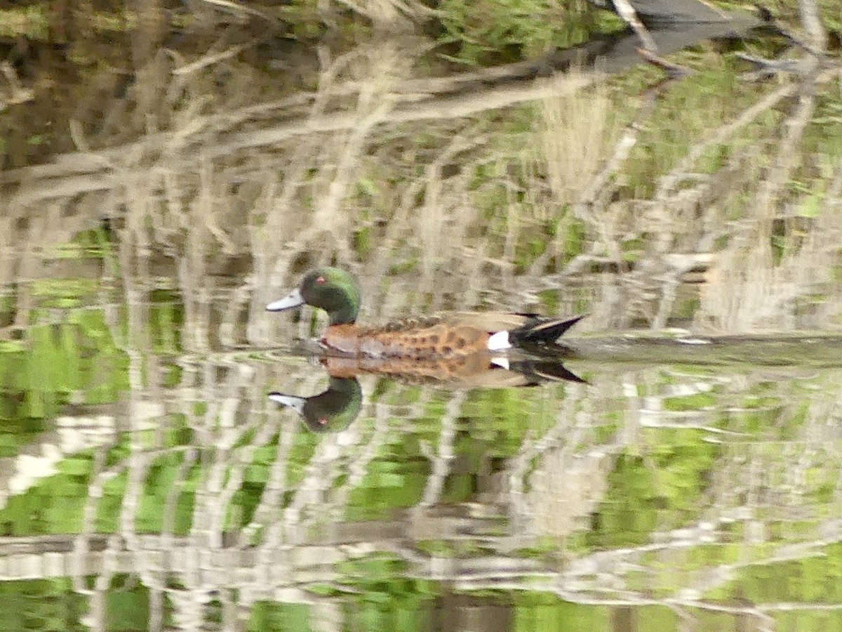 Chestnut Teal - ML641959507