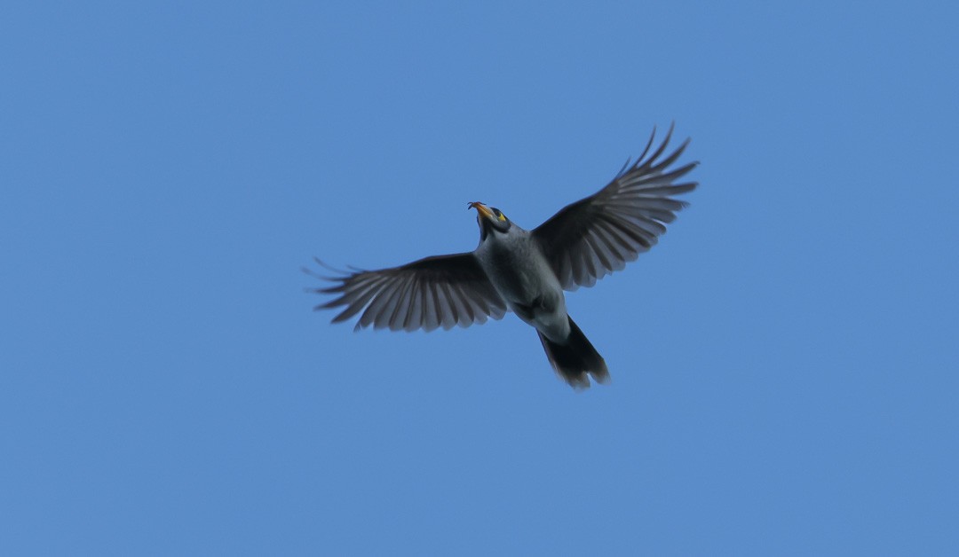 Noisy Miner - ML641959508