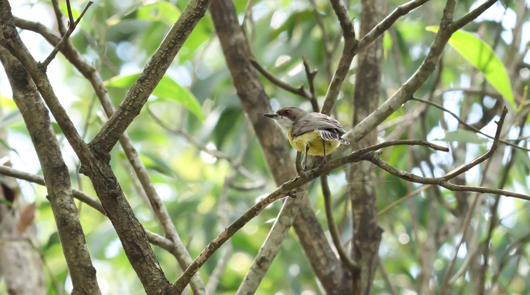 White-throated Gerygone - ML641959513