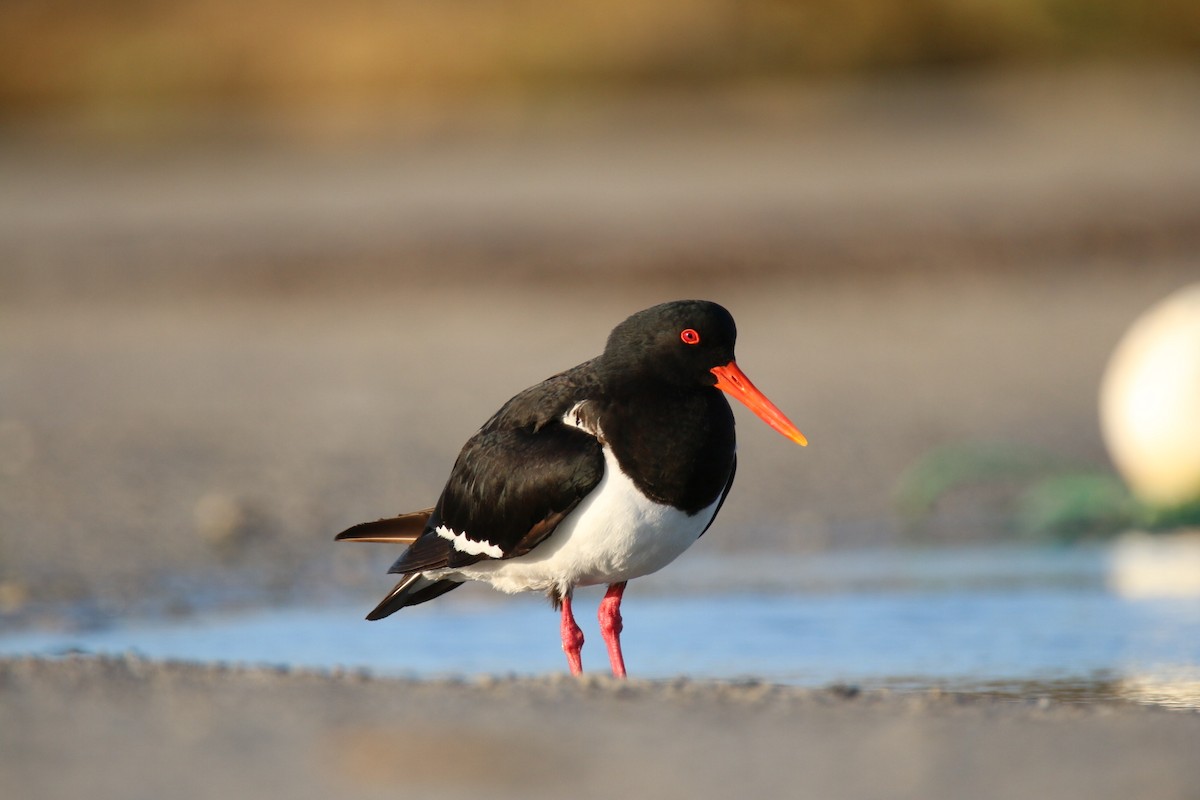 Pied Oystercatcher - ML641959515