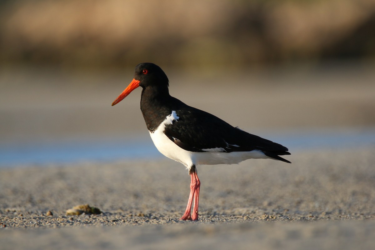 Pied Oystercatcher - ML641959516