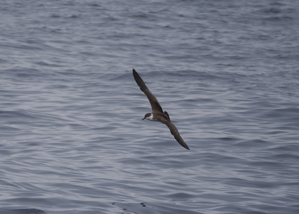 Great Shearwater - ML641959519