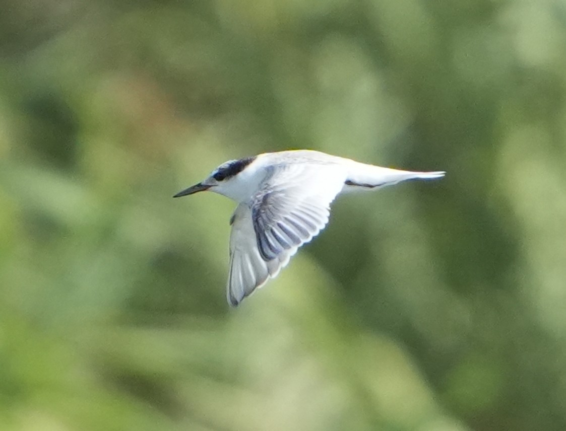 Little Tern - ML641959528