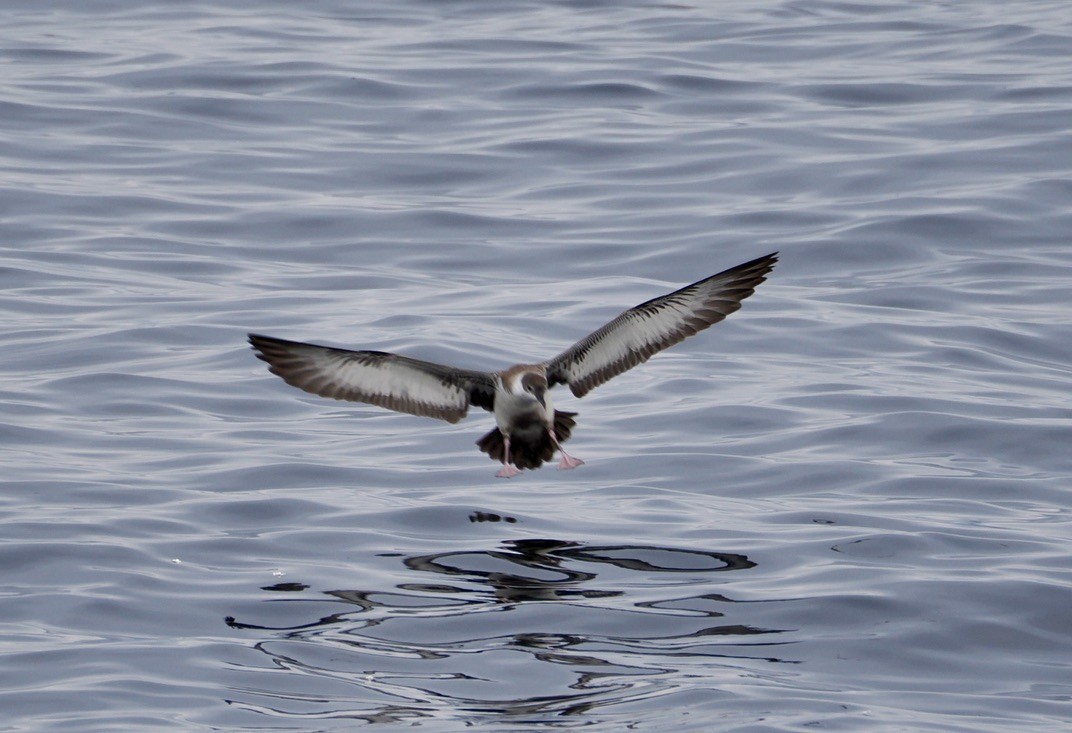 Great Shearwater - ML641959529