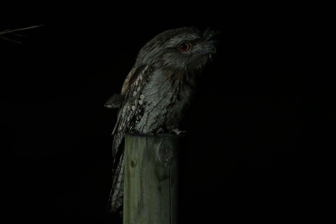 Tawny Frogmouth - ML641959530