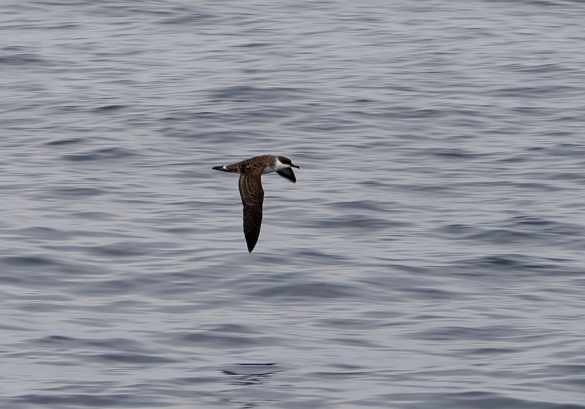 Great Shearwater - ML641959531