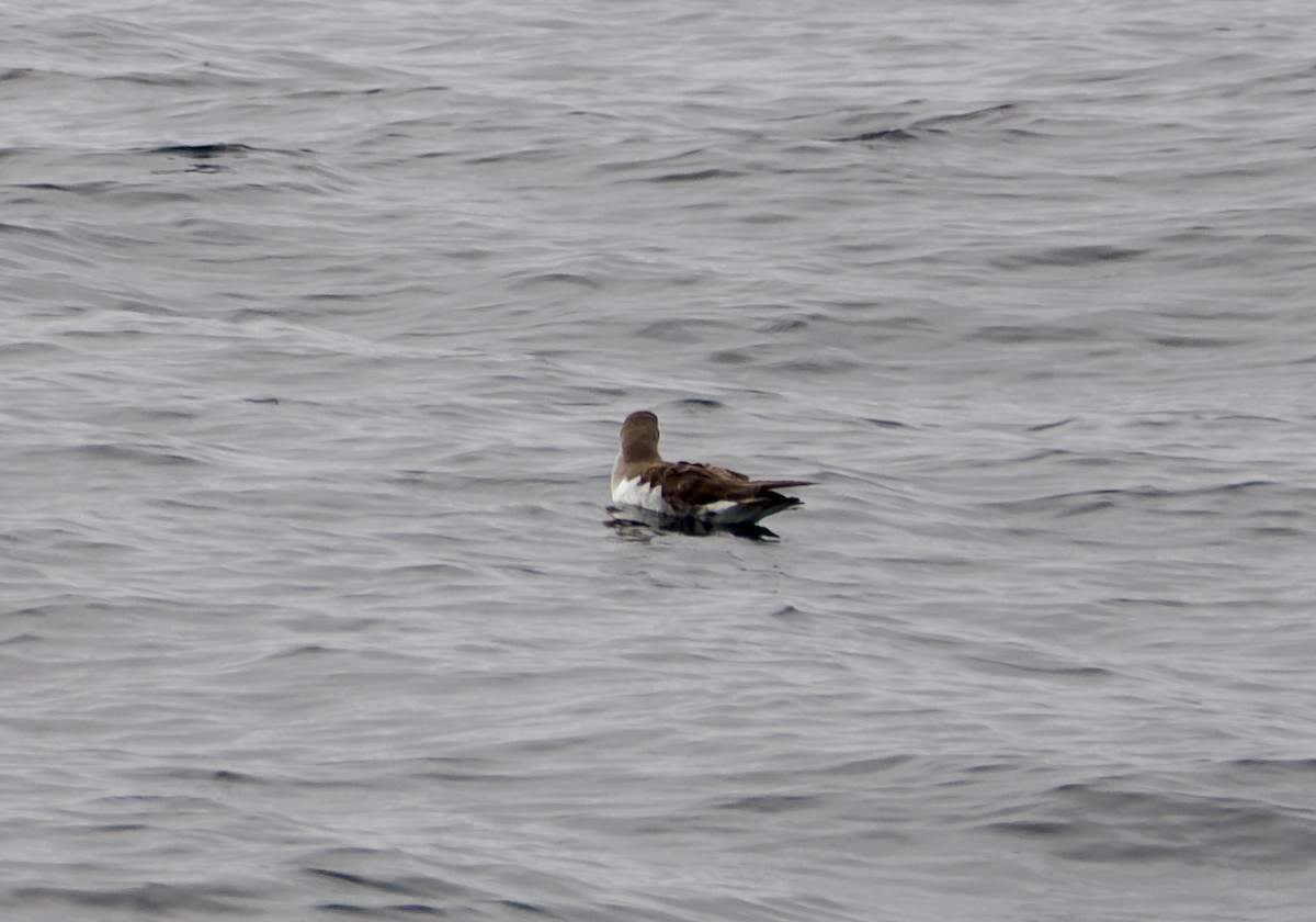 Cory's Shearwater - ML641959535