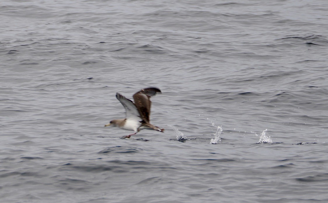 Cory's Shearwater - ML641959536