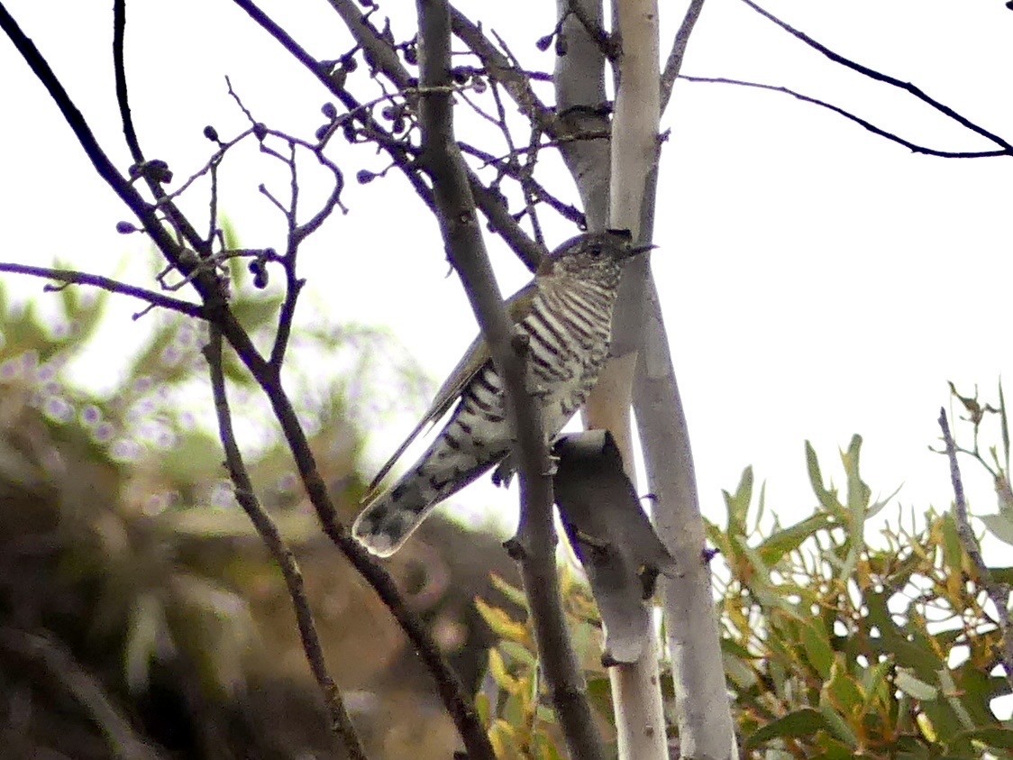 Shining Bronze-Cuckoo (Golden) - ML641959538