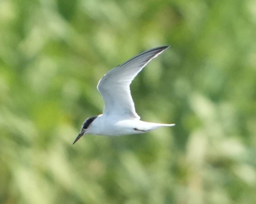 Little Tern - ML641959559