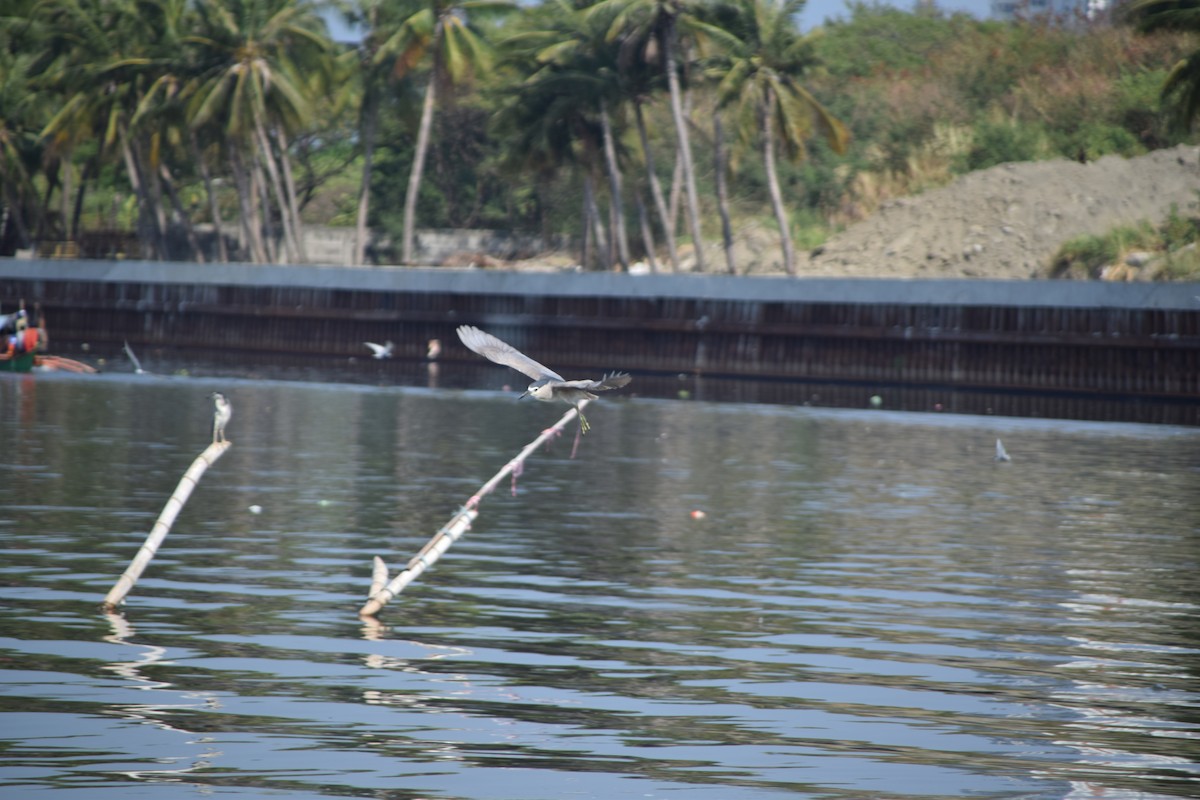 Black-crowned Night Heron - ML641959560