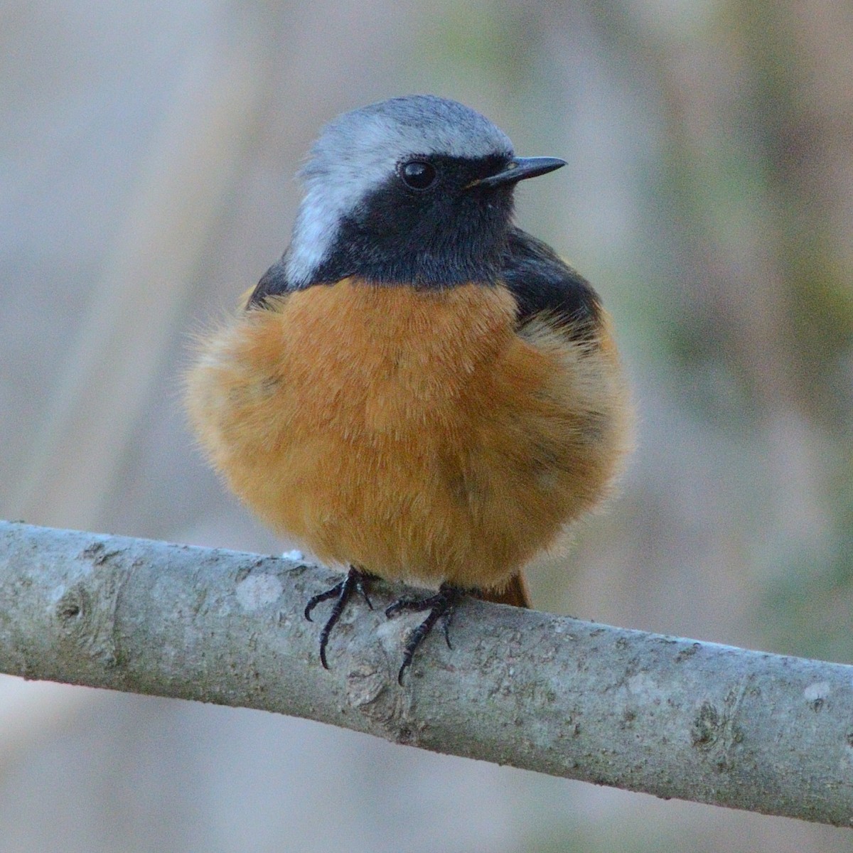 ジョウビタキ - ML641959562