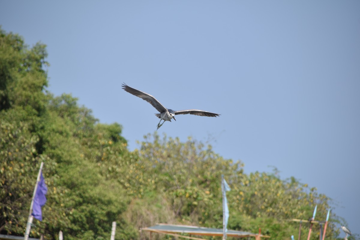 Black-crowned Night Heron - ML641959566