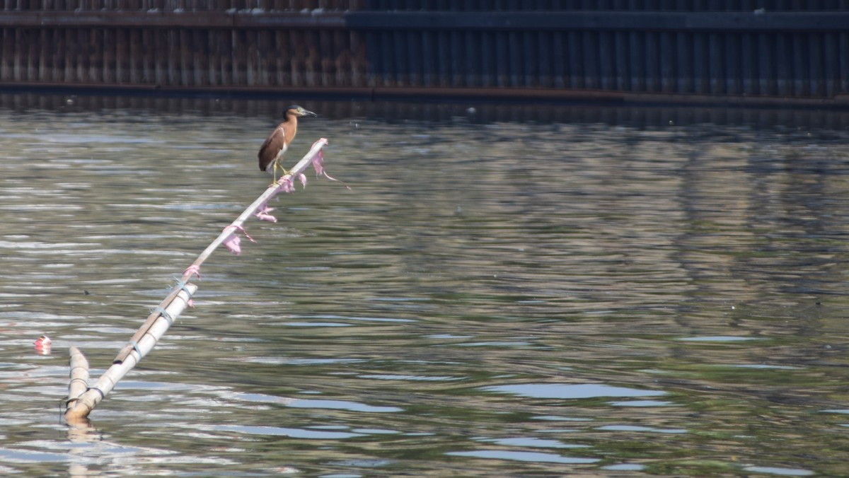 Nankeen Night Heron - ML641959577