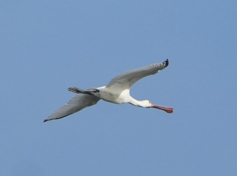 Eurasian Spoonbill - ML641959580