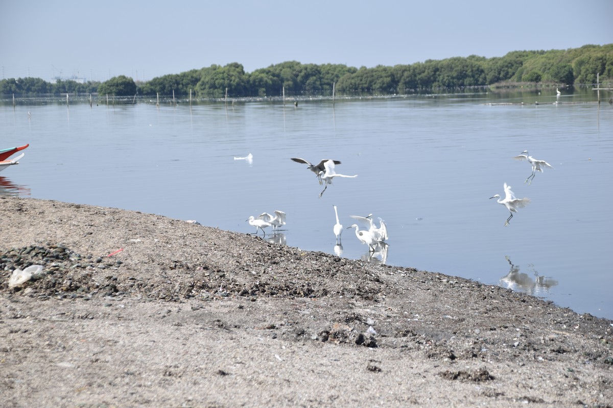 Little Egret - ML641959593