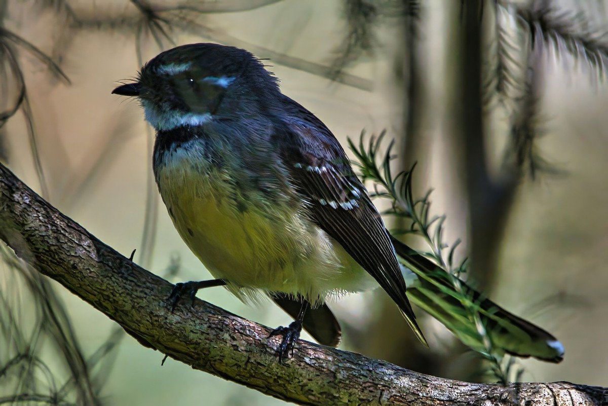 Gray Fantail - ML641959597