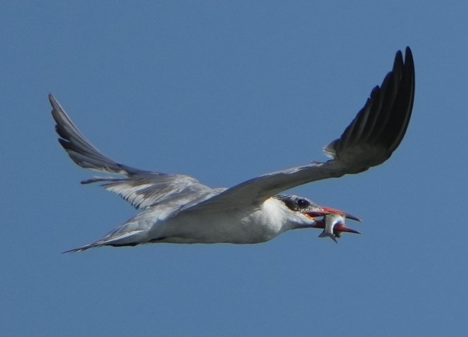Caspian Tern - ML641959601