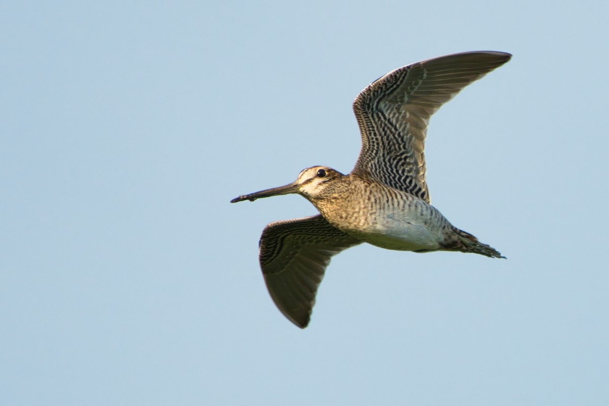 Swinhoe's/Pin-tailed Snipe - ML641959603