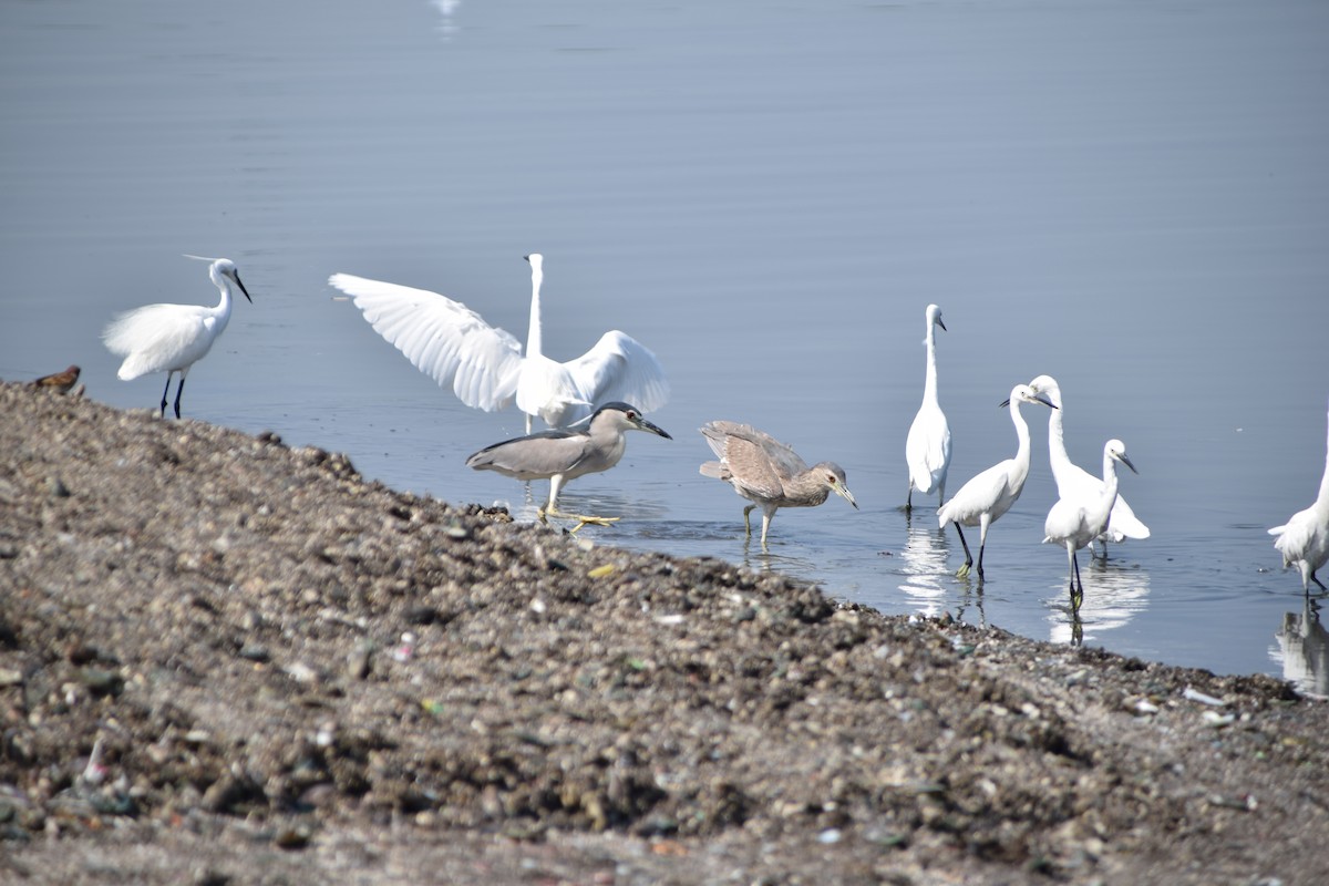 Little Egret - ML641959604