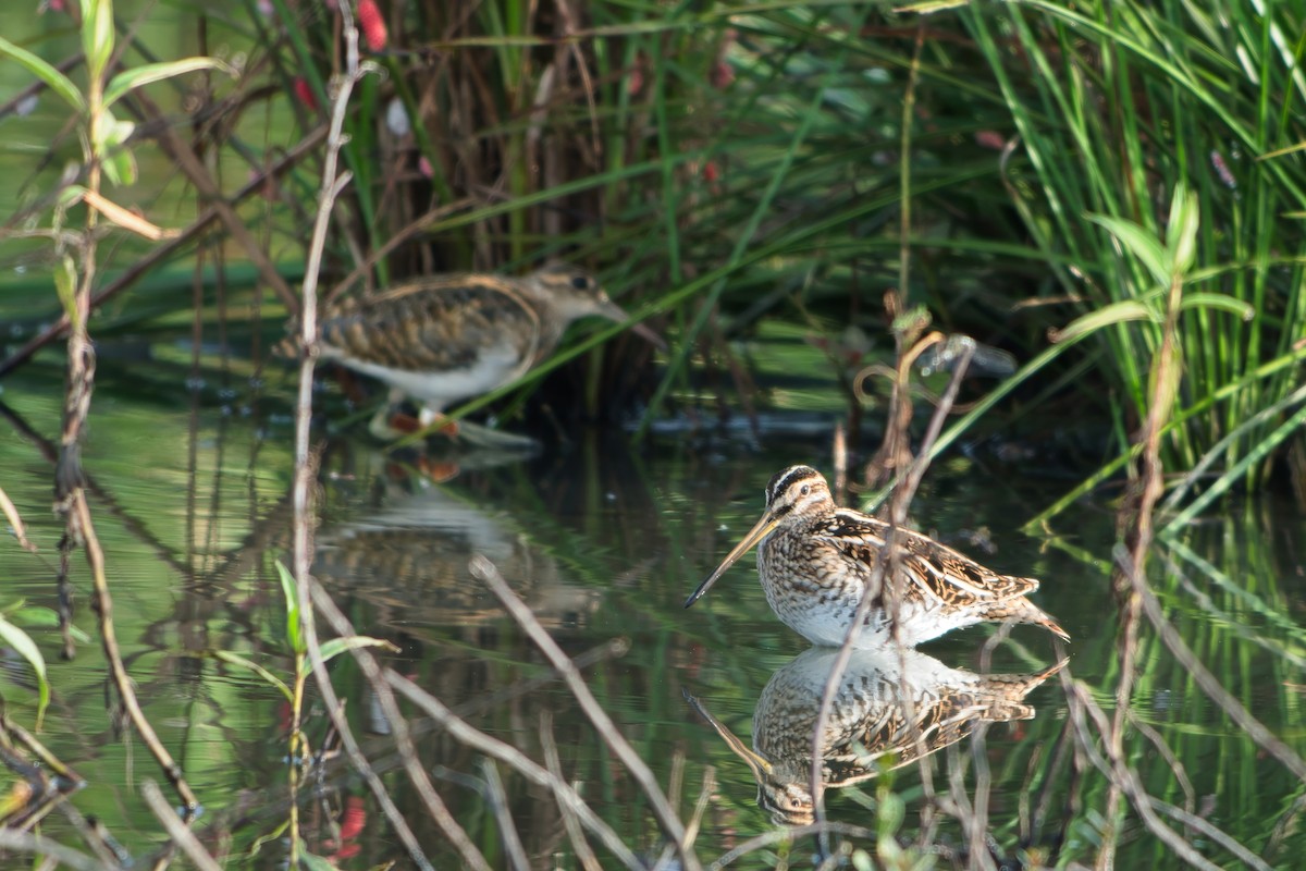 Common Snipe - ML641959610