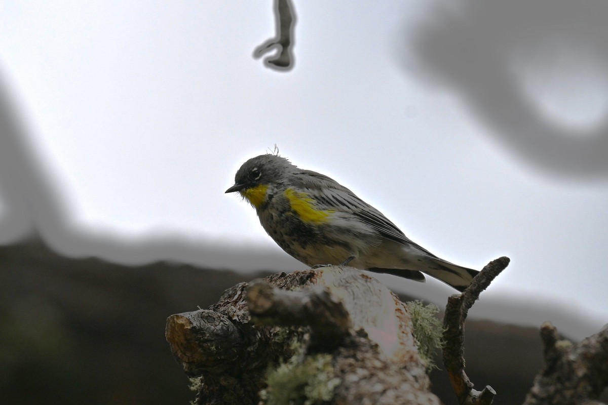 Yellow-rumped Warbler (Audubon's) - ML641959619