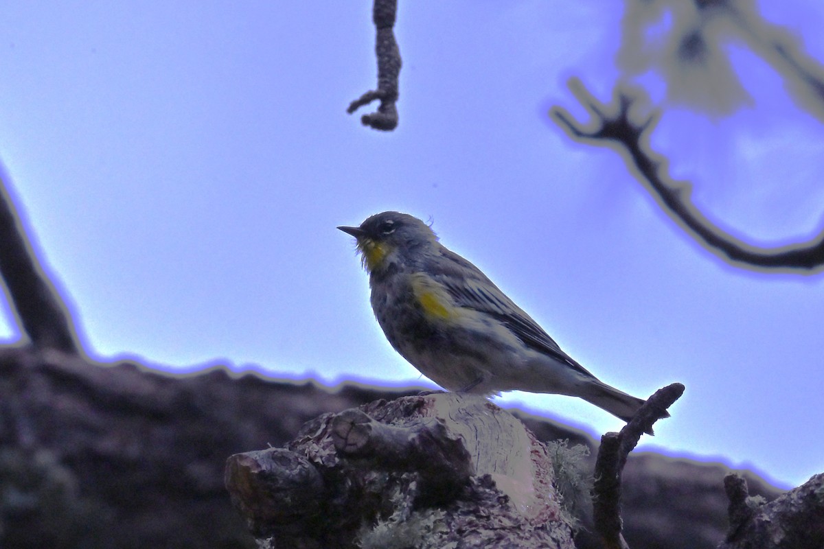 Yellow-rumped Warbler (Audubon's) - ML641959621
