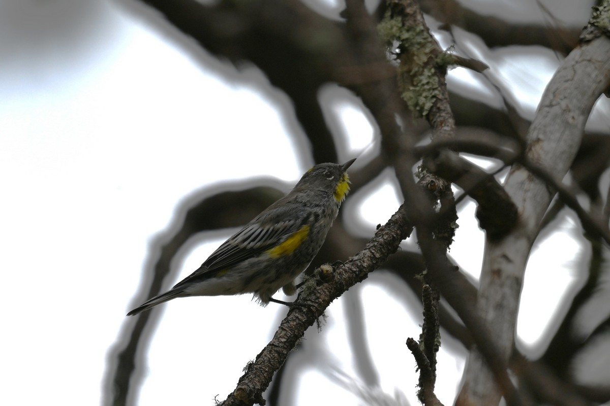 Yellow-rumped Warbler (Audubon's) - ML641959623