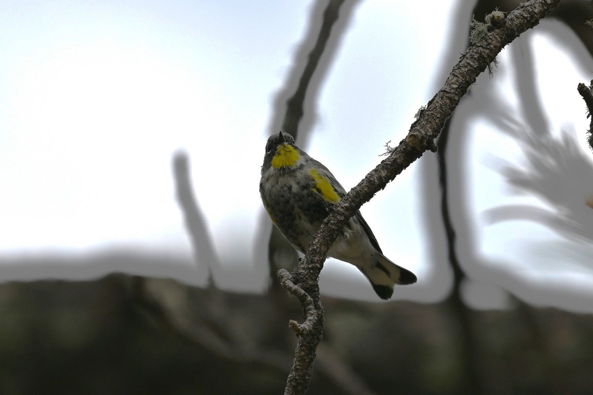 Yellow-rumped Warbler (Audubon's) - ML641959629