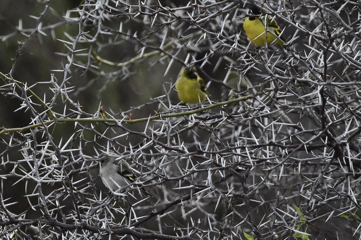 Hooded Siskin - ML641959662
