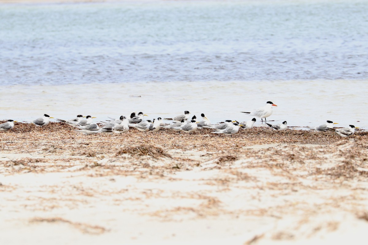 Great Crested Tern - ML641959663