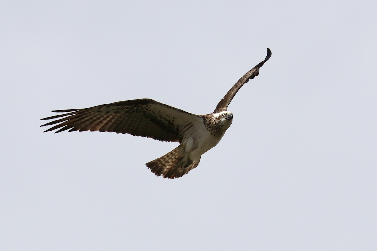 Osprey - ML641959675