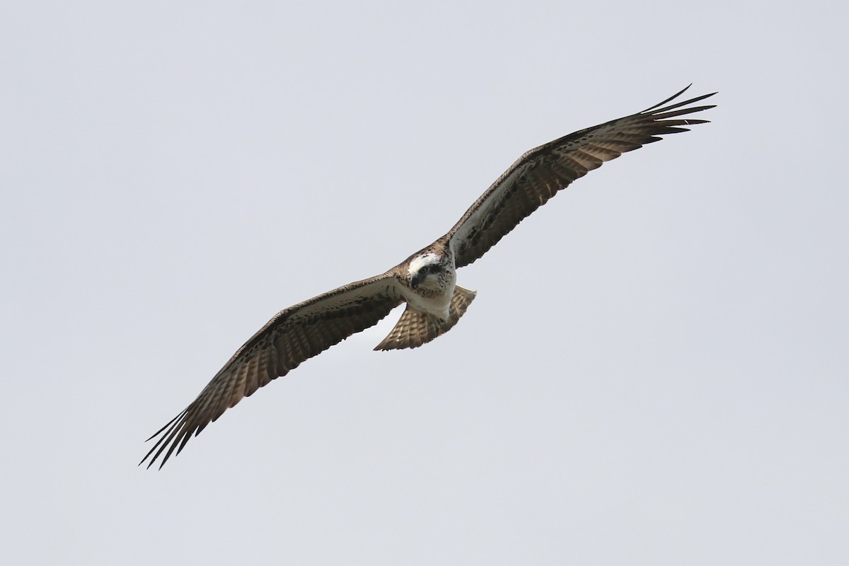 Osprey - ML641959676