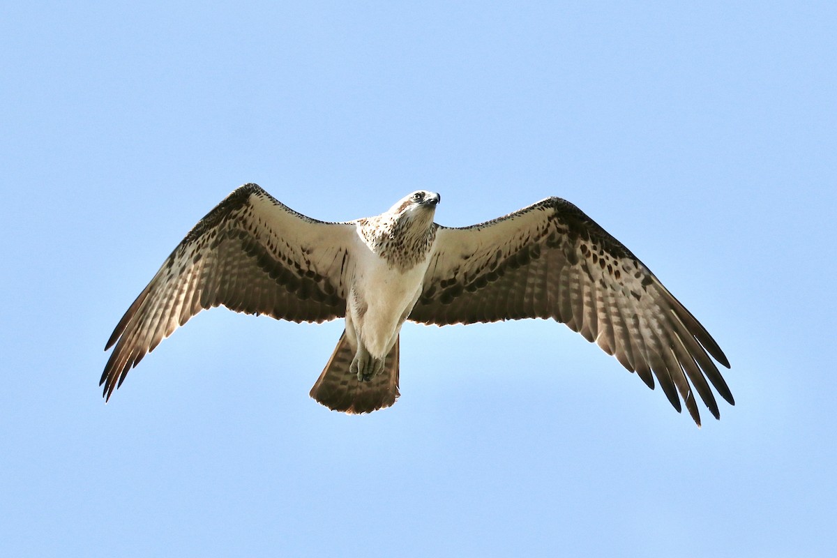 Osprey - ML641959677