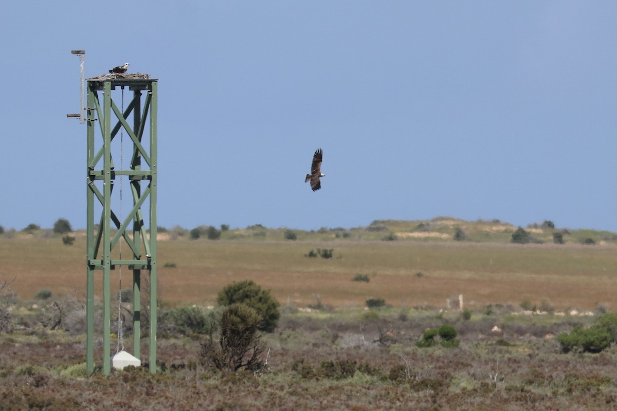 Osprey - ML641959678