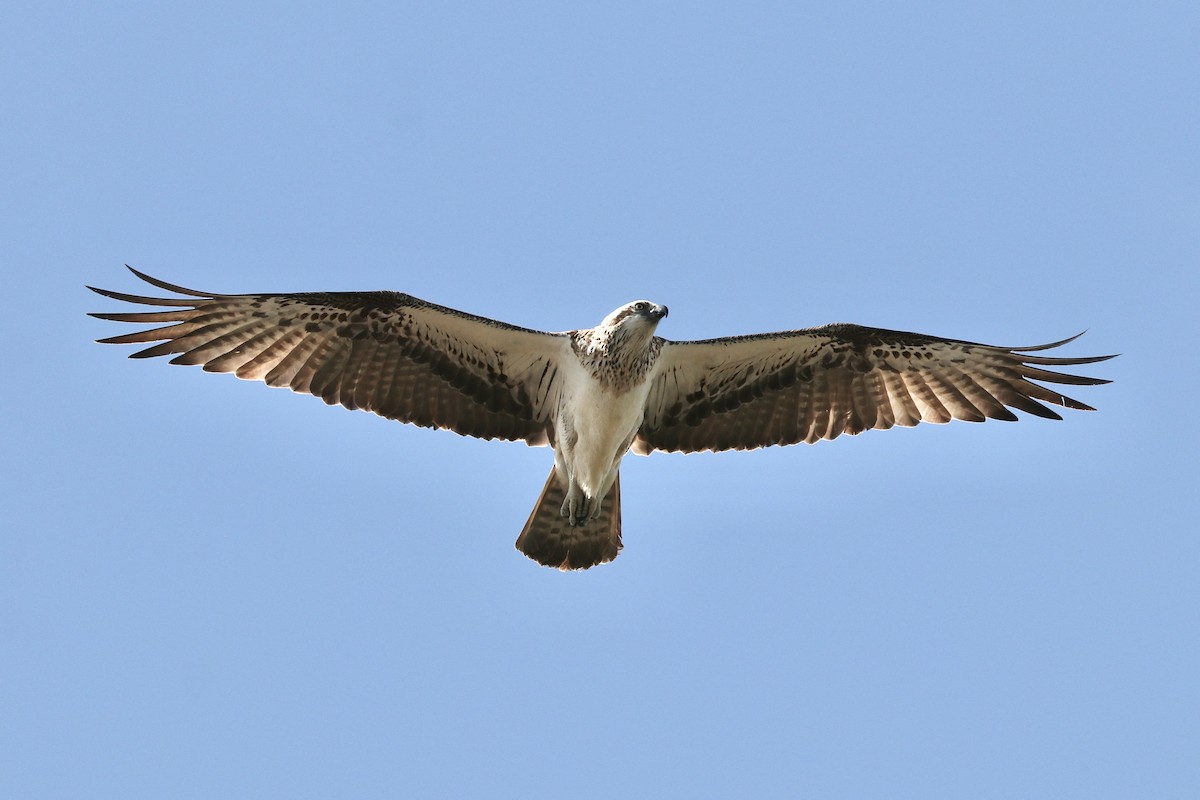 Osprey - ML641959679