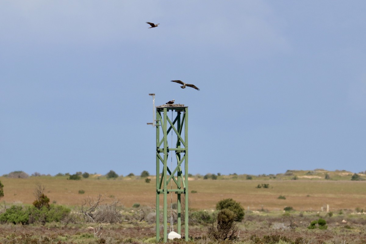Osprey - ML641959680