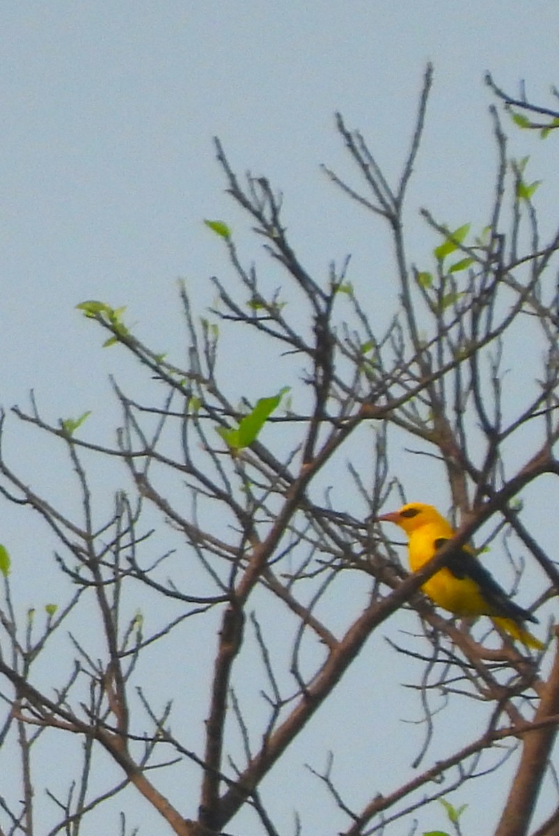 Indian Golden Oriole - ML641959682