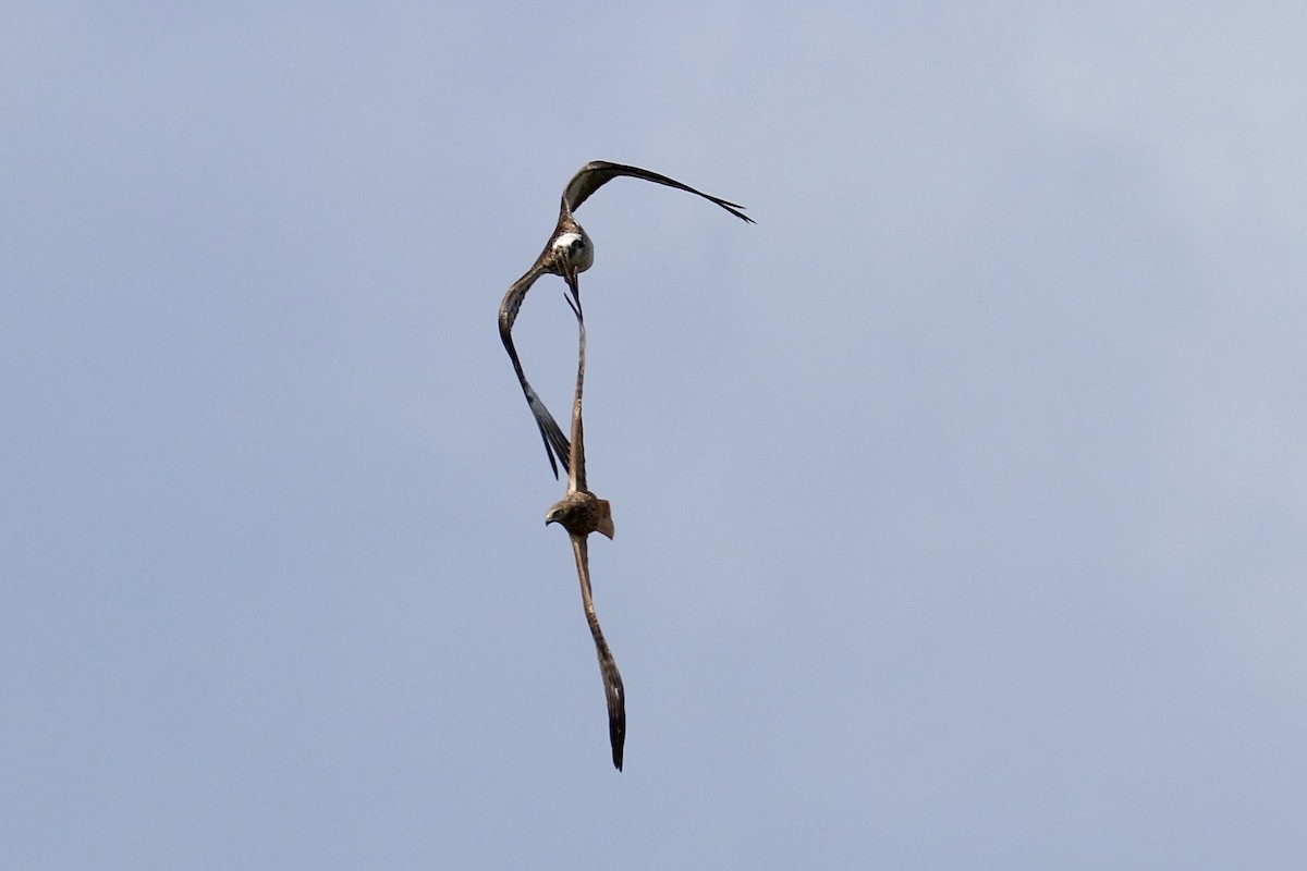 Swamp Harrier - ML641959684