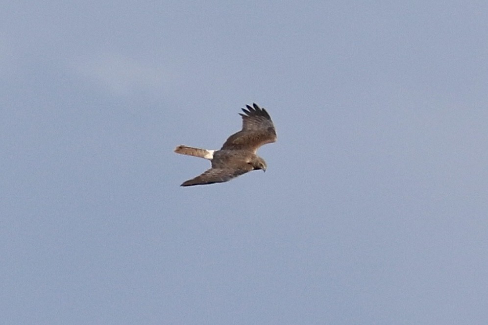 Swamp Harrier - ML641959685