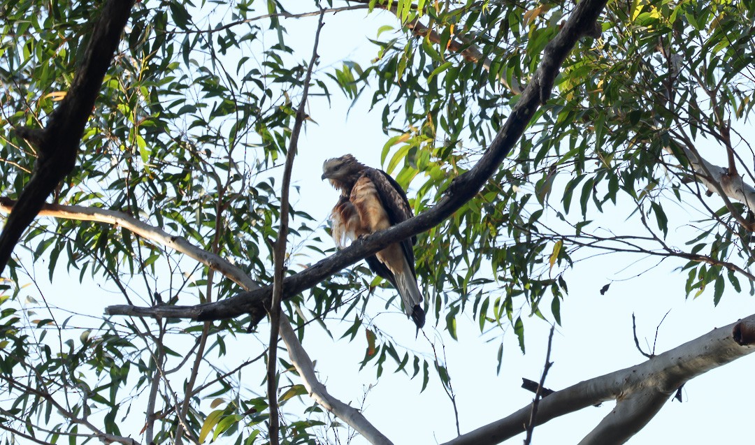 Square-tailed Kite - ML641959695