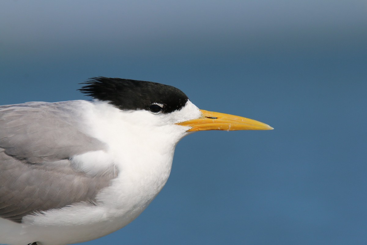 Great Crested Tern - ML641959696