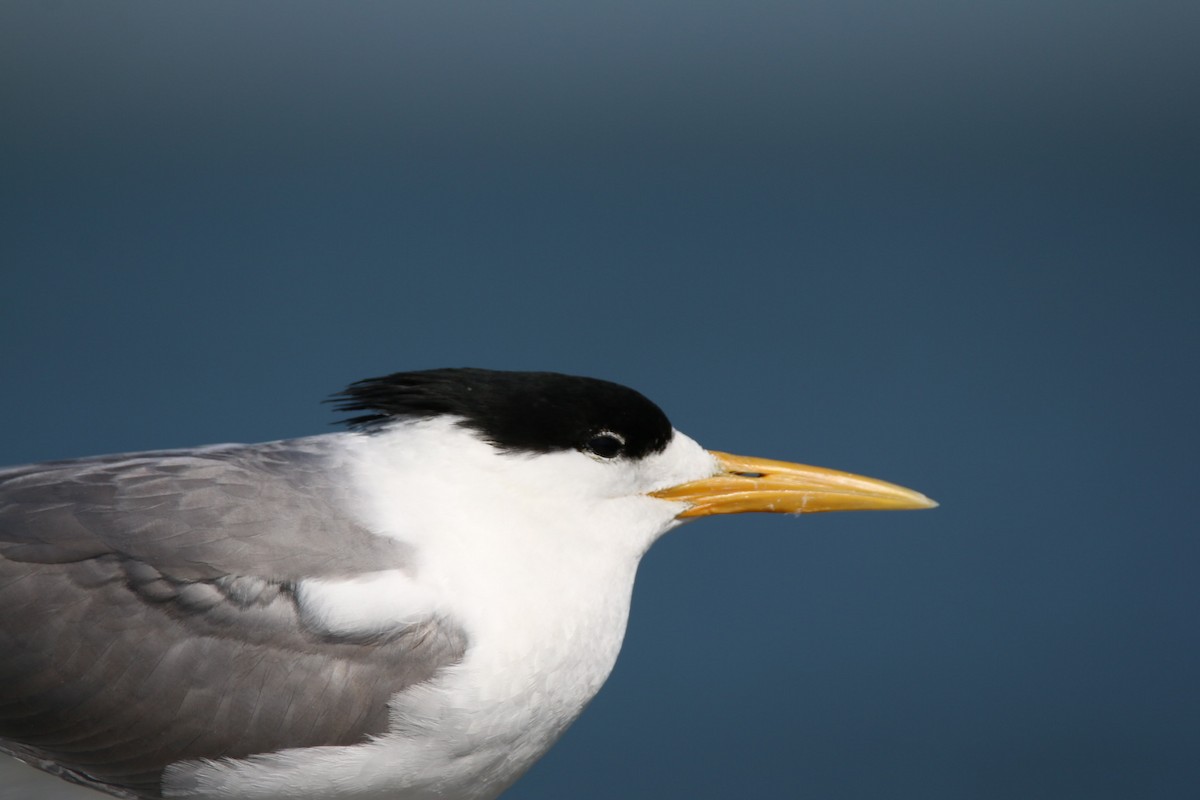 Great Crested Tern - ML641959697