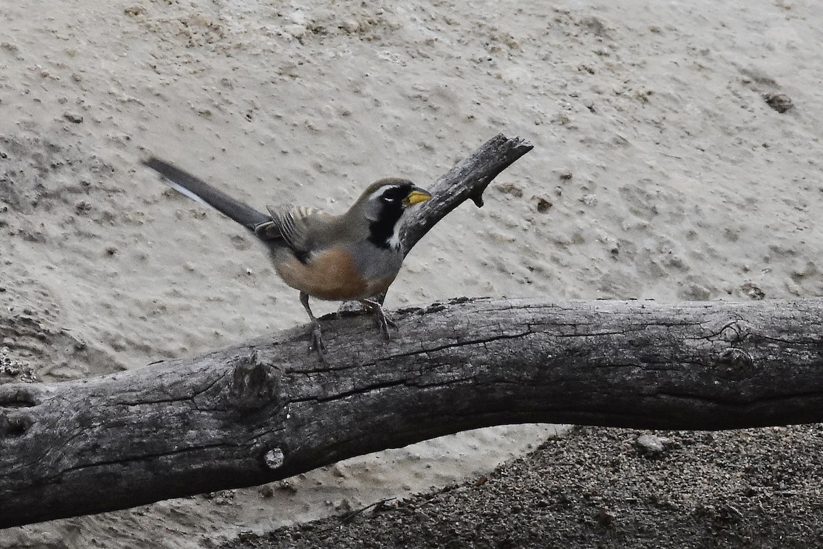Many-colored Chaco Finch - ML641959698