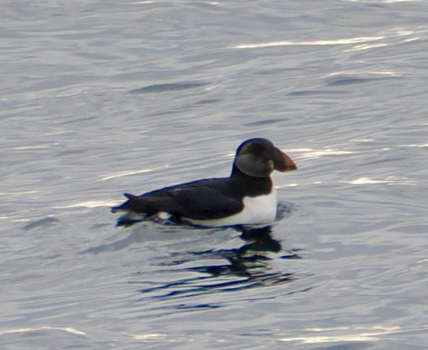 Atlantic Puffin - ML641959699
