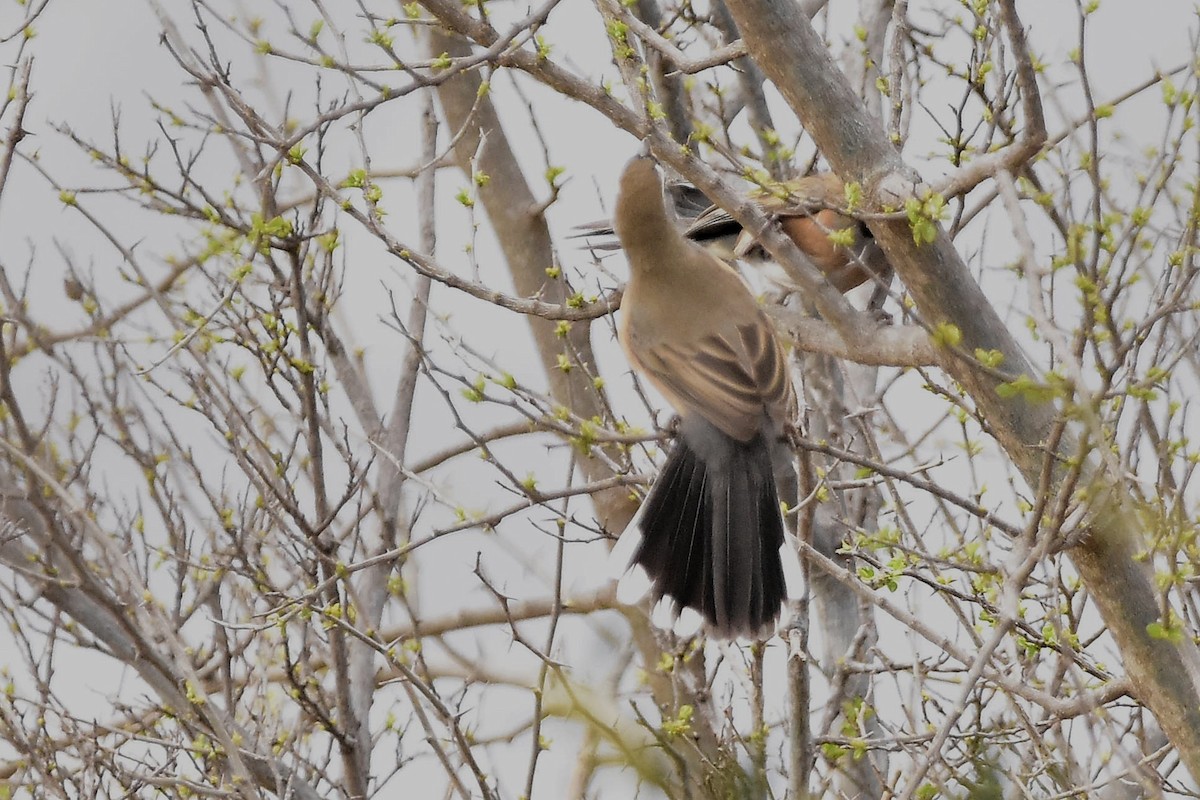 Many-colored Chaco Finch - ML641959700